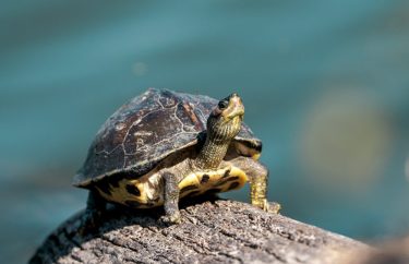 テスト記事【保存版】飼いやすい亀の育て方！初心者が準備すべき費用・環境・注意点